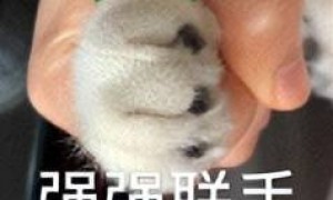 原创 
            京东外卖砸钱搞 “ 自提 ” ，竟是为了涨价？这操作妙啊…